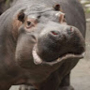 Meet your Posher, Hope